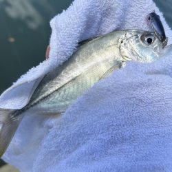 メッキ最盛期！