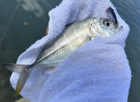 メッキ最盛期！