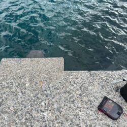 ウキ釣りでイカ狙い