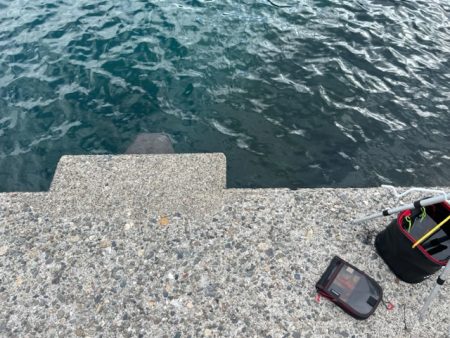 ウキ釣りでイカ狙い