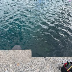 初のアオハタ釣れました