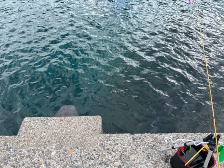 初のアオハタ釣れました