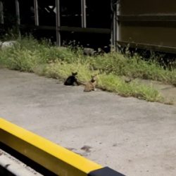 苦手なエギングで