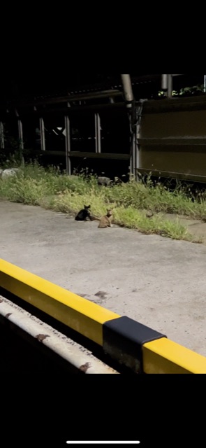 苦手なエギングで