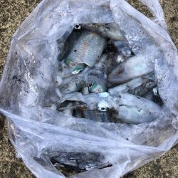 エギング　佐渡遠征2日目