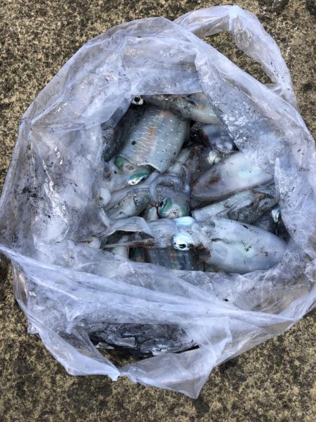 エギング　佐渡遠征2日目