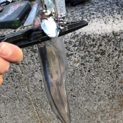 久々の投稿です