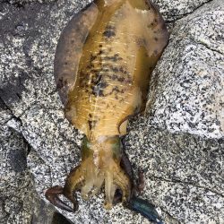 エギング　佐渡遠征③1日目