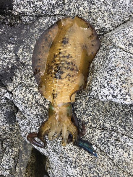 エギング　佐渡遠征③1日目