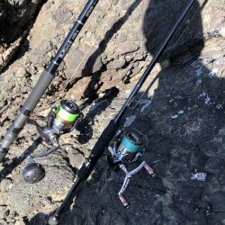 新子調査　シオ調査