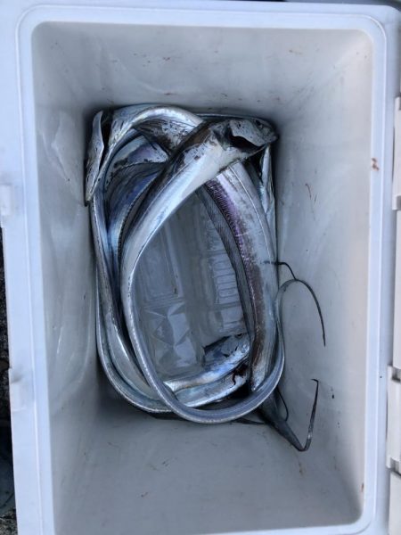 真っ昼間太刀魚さん