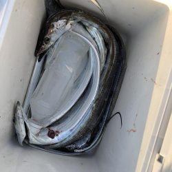 お手軽サーべリング