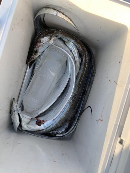 お手軽サーべリング