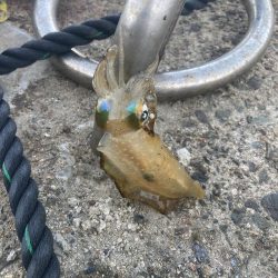 朝まずめにて^_^