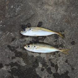 チャリコに降参　キスは何処に？