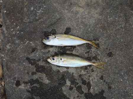 チャリコに降参　キスは何処に？