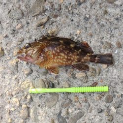 エビ撒きで恒例の５目釣り