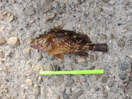 エビ撒きで恒例の５目釣り