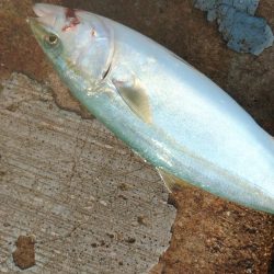 ツバスしか釣れません！