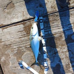 メジロしか・・・。