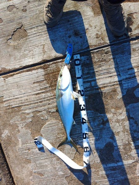 メジロしか・・・。