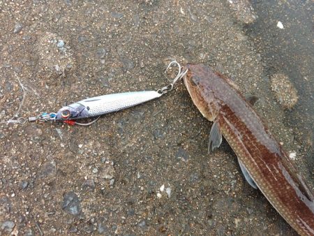 逃がした魚は・・・？