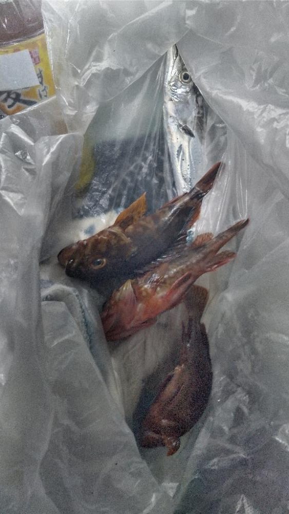 今シーズン初タチウオ