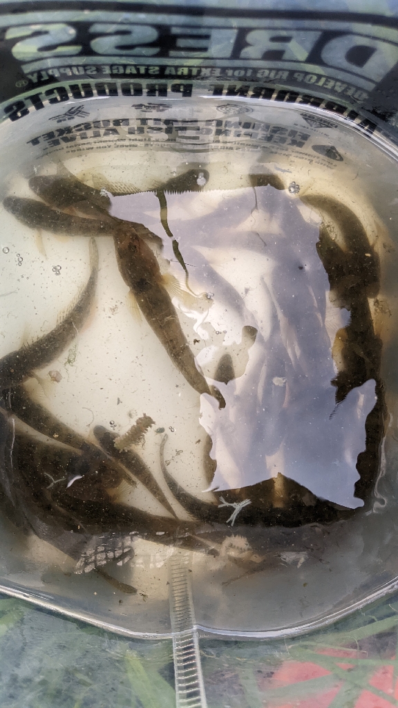 旧中川 ハゼ 台風後