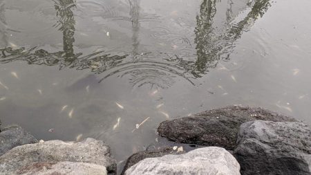 旧中川　ハゼ　大量死