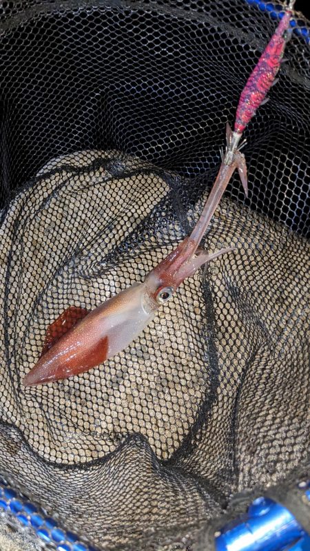 フナムシ怖すぎ