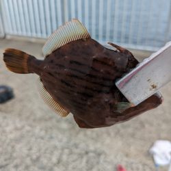 太刀魚釣れるかな