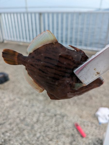 太刀魚釣れるかな