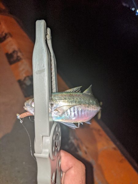 レベルアップ？