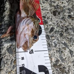 穴釣り&エギング