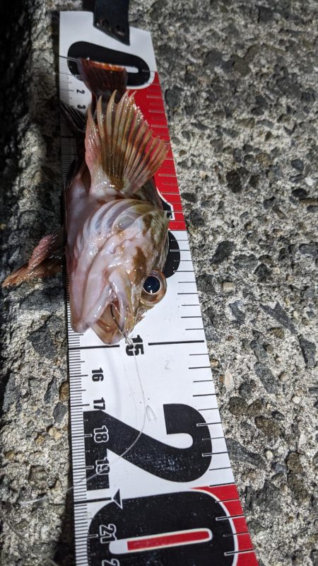 穴釣り&エギング