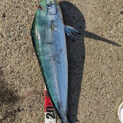 久しぶりルアーバラし多数