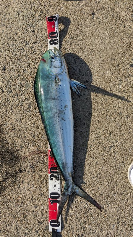 久しぶりルアーバラし多数