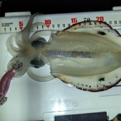 ナイトエギング