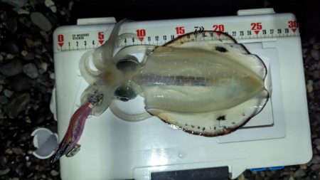 ナイトエギング