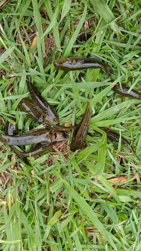 旧中川　ハゼ30匹チチブ60匹