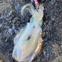 2023 佐渡ヶ島エギング 16回目【9月23日】