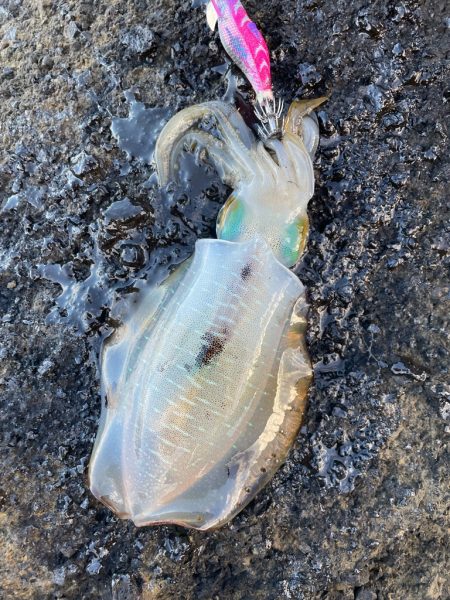 2023 佐渡ヶ島エギング 16回目【9月23日】