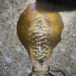 2023 佐渡ヶ島エギング 19回目【9月28日】