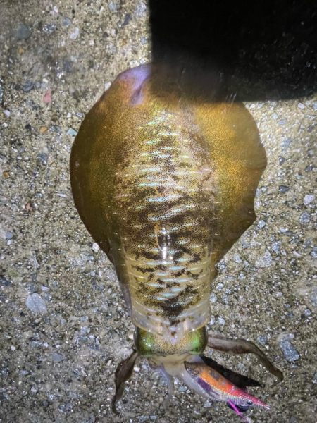 2023 佐渡ヶ島エギング 19回目【9月28日】