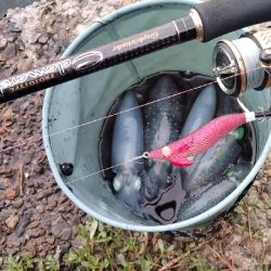 豆イカエギング