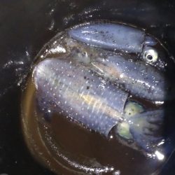 ティップラン開幕！！