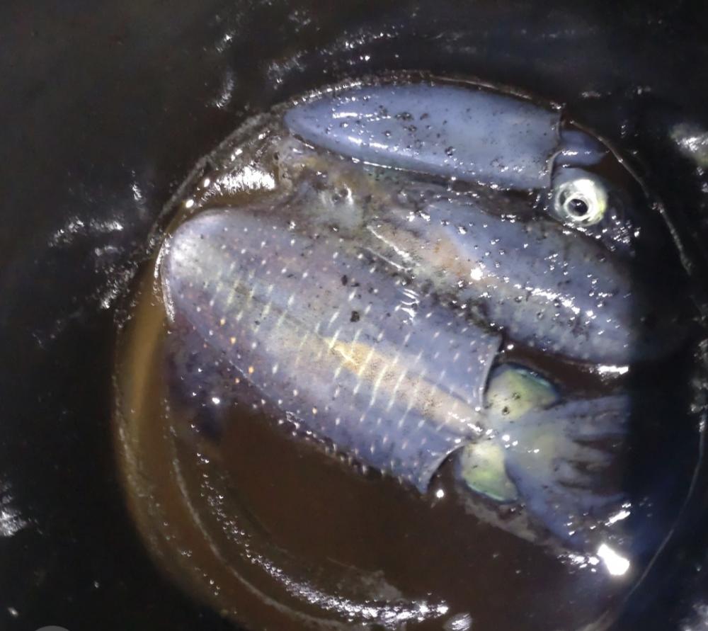 ティップラン開幕！！