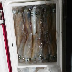 初のイカメタル