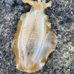 2023 佐渡ヶ島エギング 17回目【9月24日】