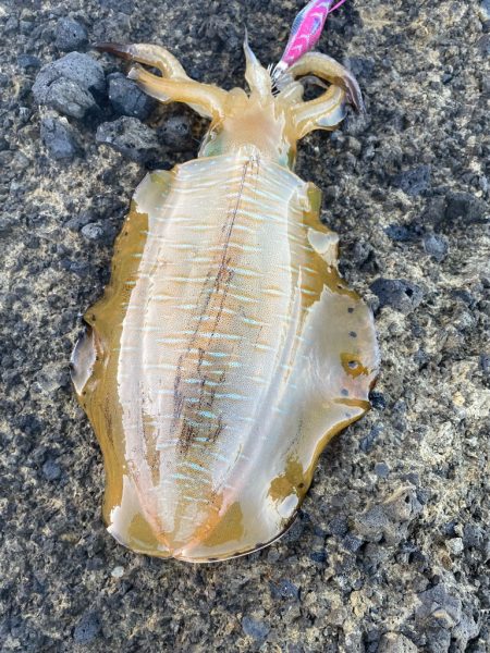 2023 佐渡ヶ島エギング 17回目【9月24日】